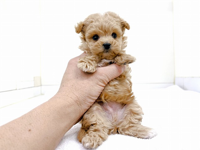 マルチーズ × トイ・プードル