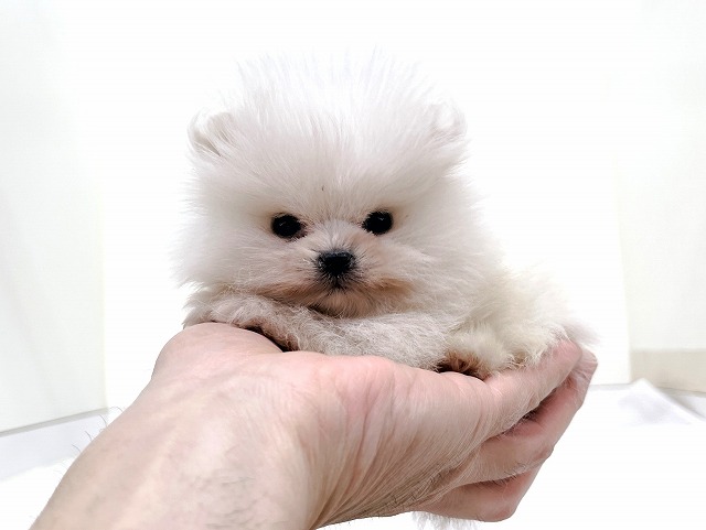 ポメラニアン（ぽちプラザ 岩槻店）の紹介！ - なびぺと！