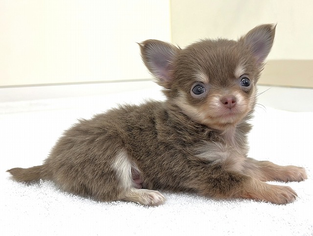 抜き苗♥️可愛い✨チワワ✨ チワワ（ぽちプラザ 岩槻店）の紹介！ - なびぺと！