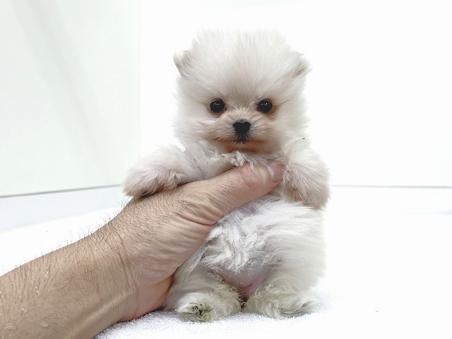 ポメラニアン