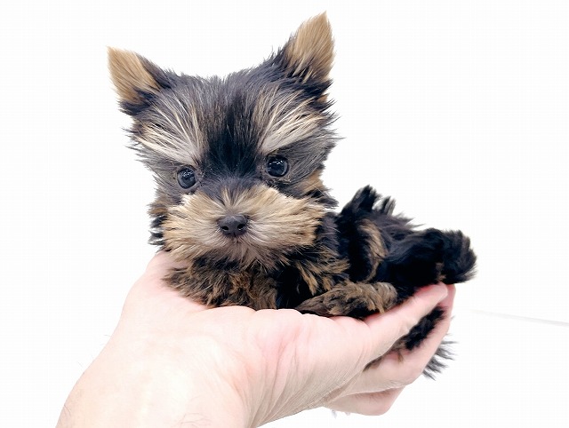 ヨークシャーテリア