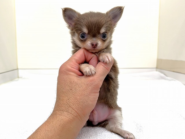 チワワ（ぽちプラザ 岩槻店）の紹介！ - なびぺと！