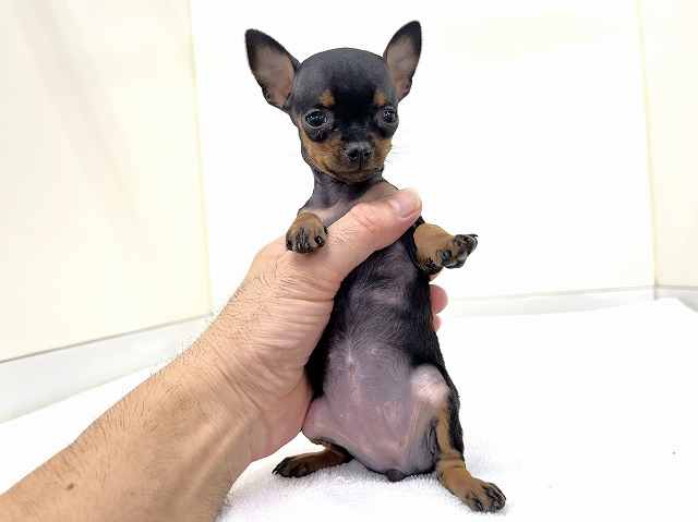 ミニチュア・ピンシャー