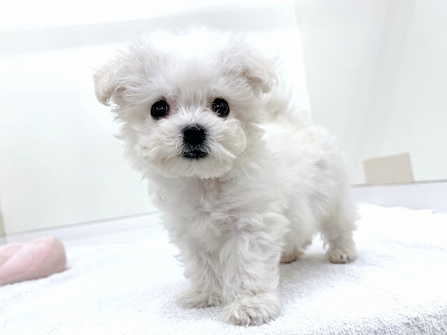 ビション・フリーゼ