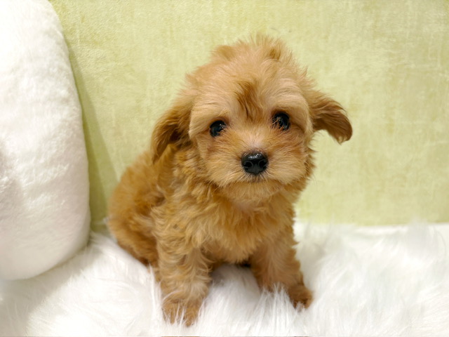 チワワ × トイ・プードル