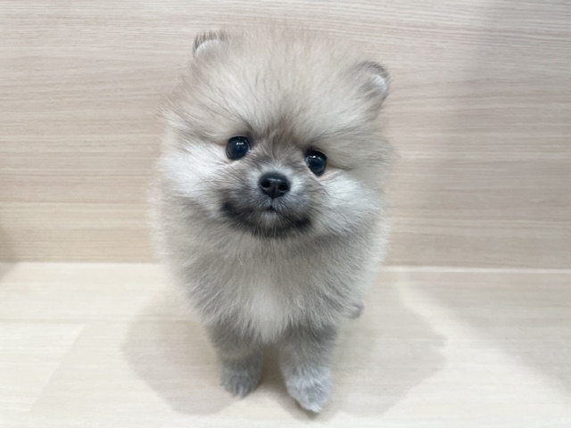 ポメラニアン