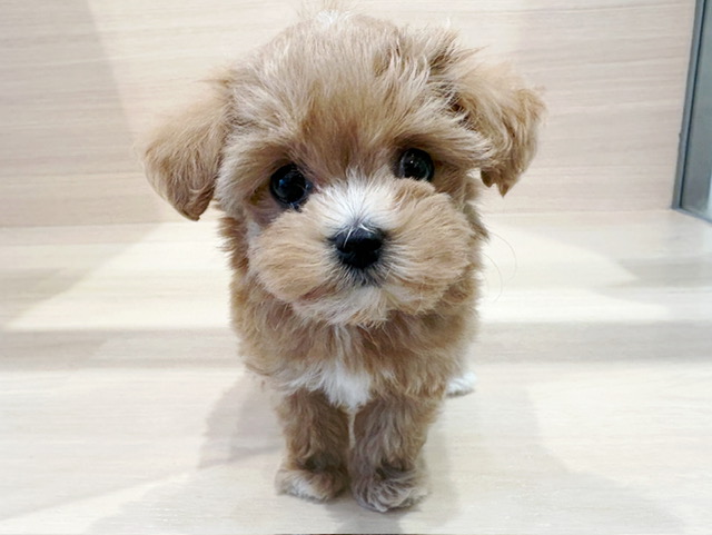 マルチーズ × トイ・プードル