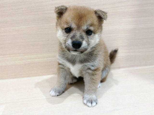 柴犬