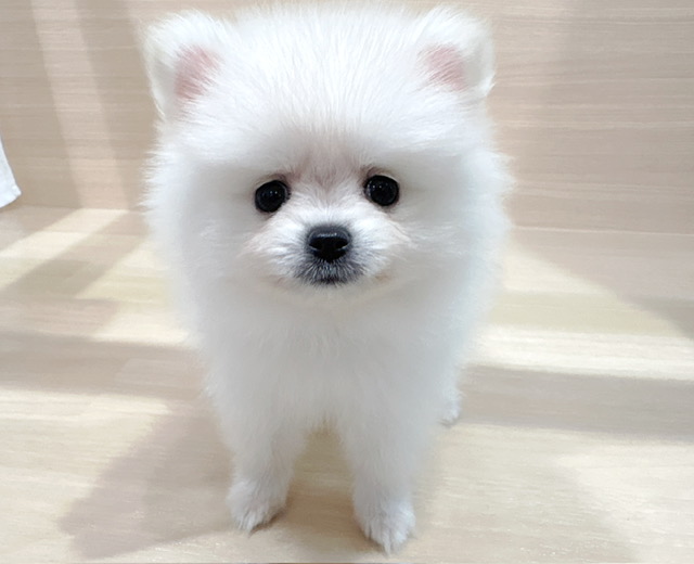 ポメラニアン