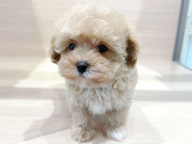 トイ・プードル × マルチーズ