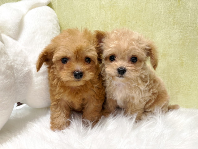 チワワ × トイ・プードル