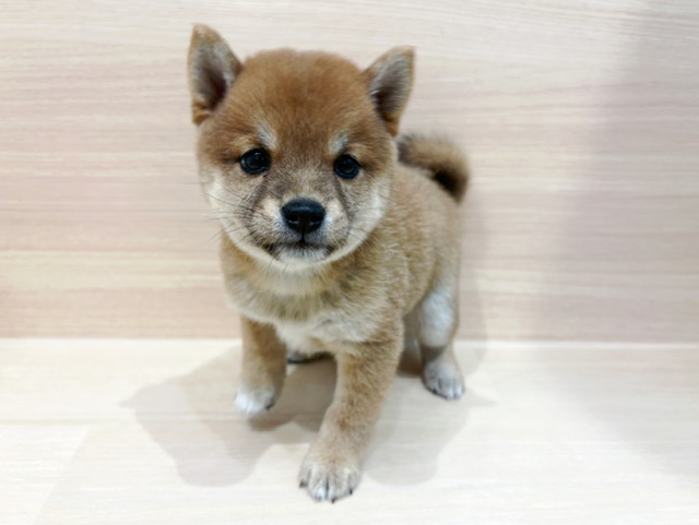 柴犬
