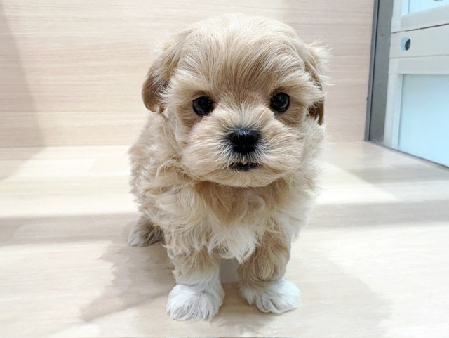 マルチーズ × トイ・プードル（ティーカップ）