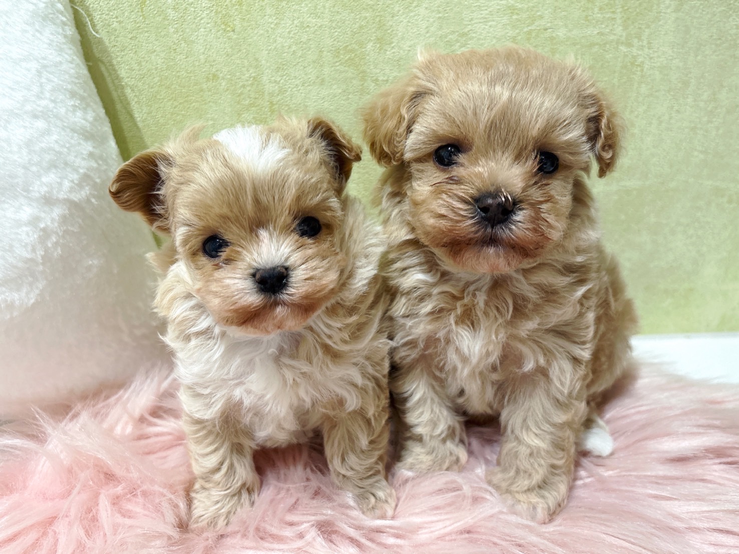 マルチーズ × トイ・プードル