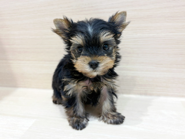 ヨークシャーテリア