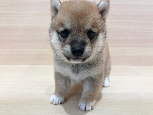 柴犬