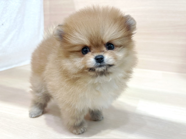 ポメラニアン
