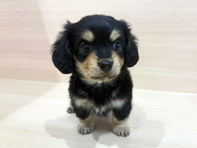 チワワ × ダックスフンド