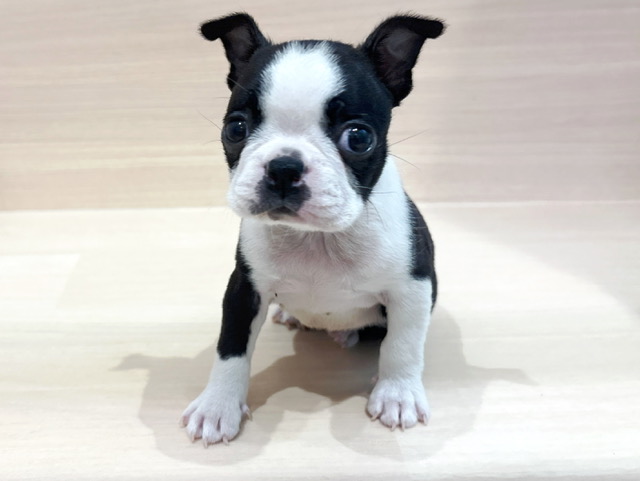 ボストンテリア