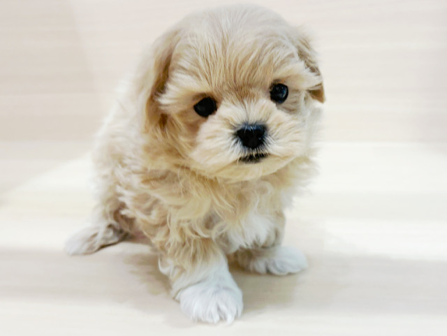 マルチーズ × トイ・プードル（ティーカップ）