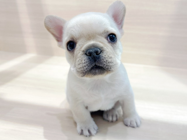 フレンチブルドッグ