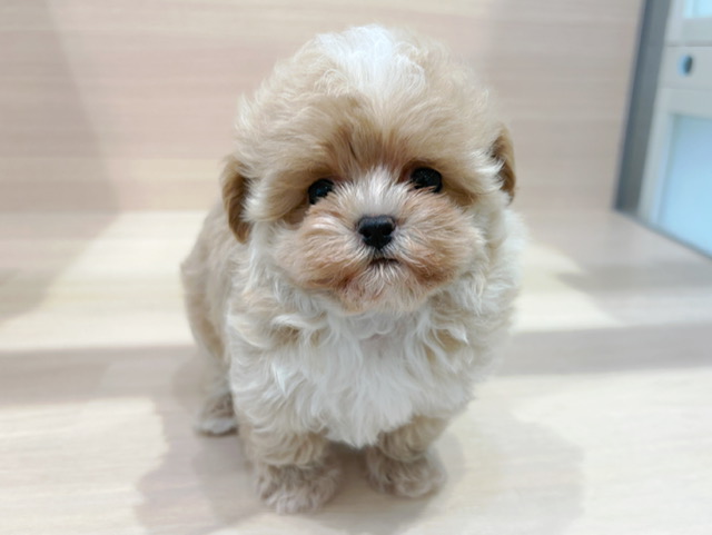 トイ・プードル × マルチーズ