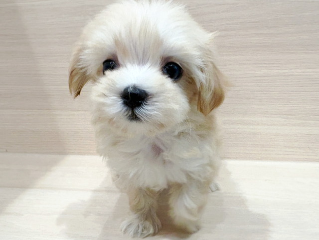 マルチーズ × トイ・プードル