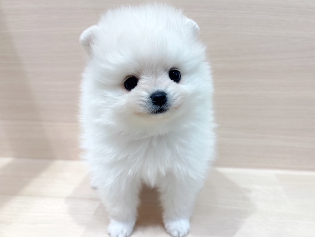 ポメラニアン