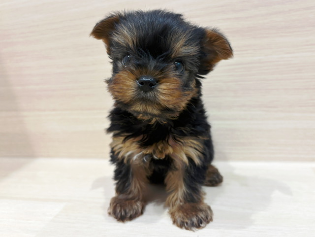 ヨークシャーテリア