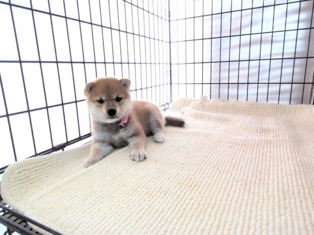 柴犬