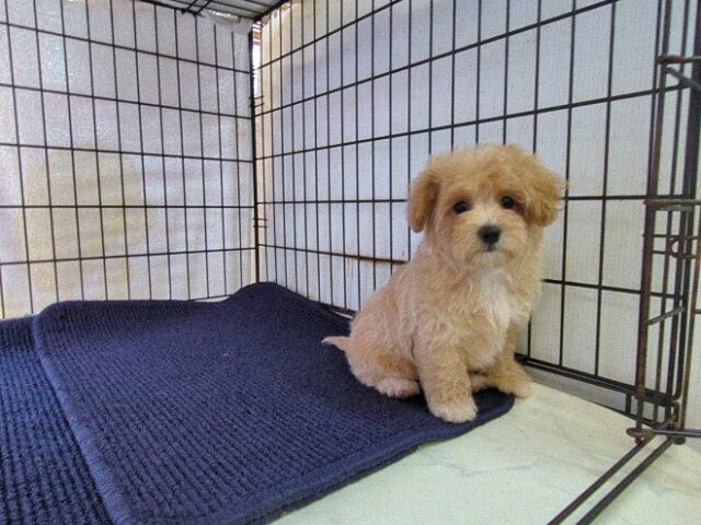 マルチーズ × トイ・プードル