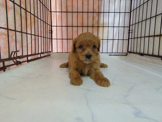 トイ・プードル × マルチーズ