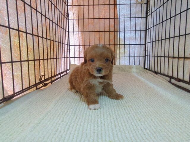 トイ・プードル × ミックス