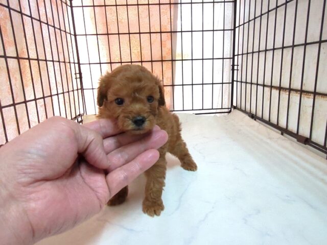 トイ・プードル × マルチーズ