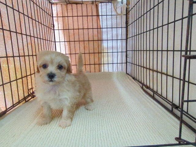 トイ・プードル × ミックス