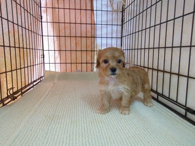 トイ・プードル × ミックス