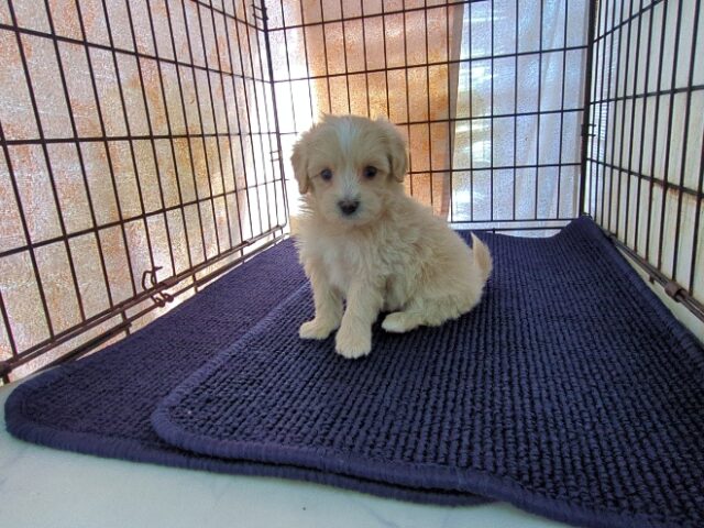 マルチーズ × トイ・プードル