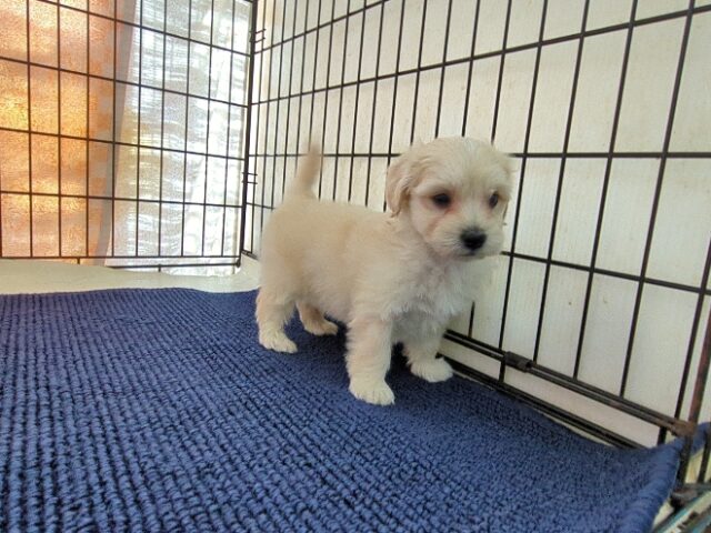 マルチーズ × トイ・プードル