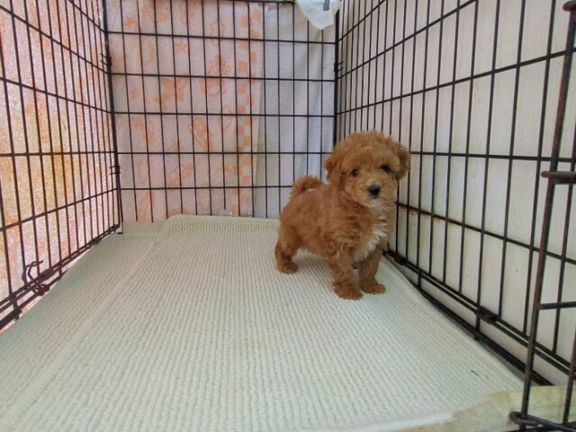 トイ・プードル × マルチーズ