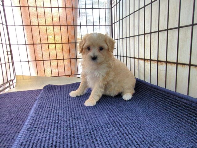 マルチーズ × トイ・プードル