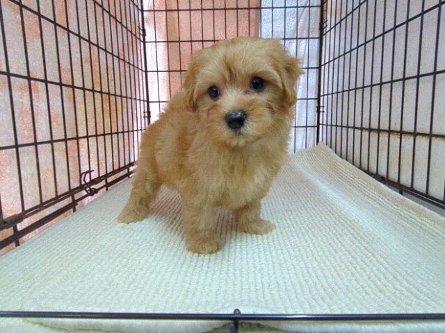 マルチーズ × トイ・プードル