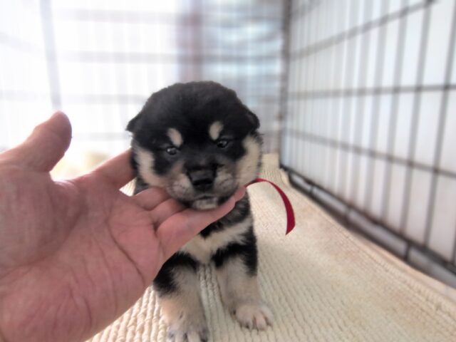柴犬