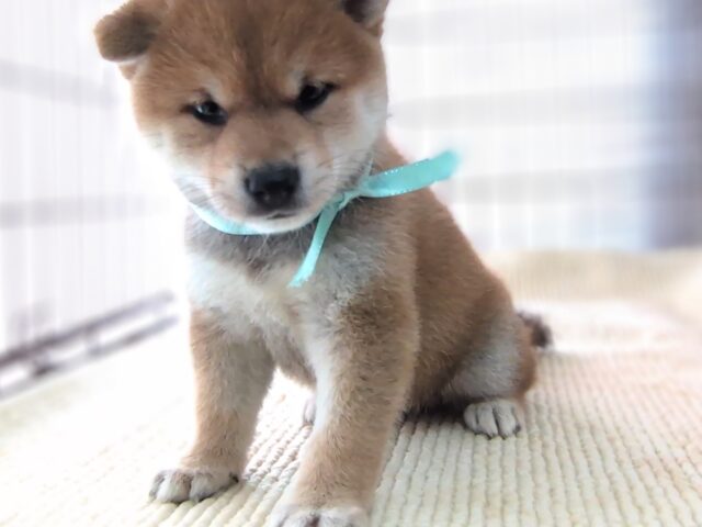 柴犬