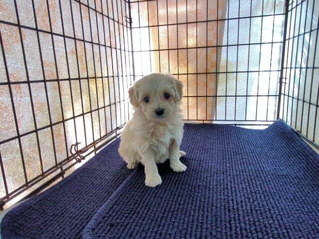 マルチーズ × トイ・プードル