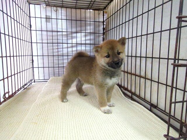 柴犬