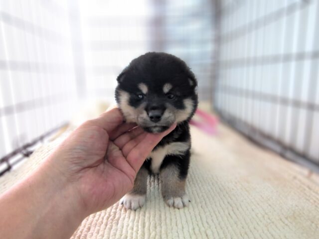 柴犬