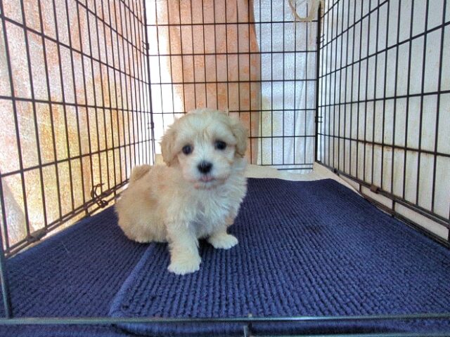 マルチーズ × トイ・プードル