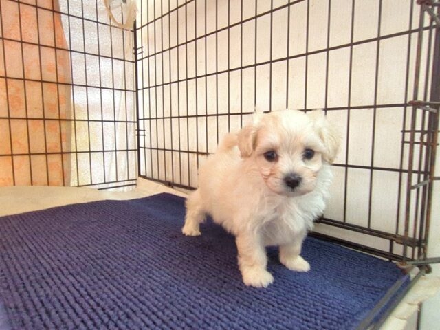 マルチーズ × トイ・プードル