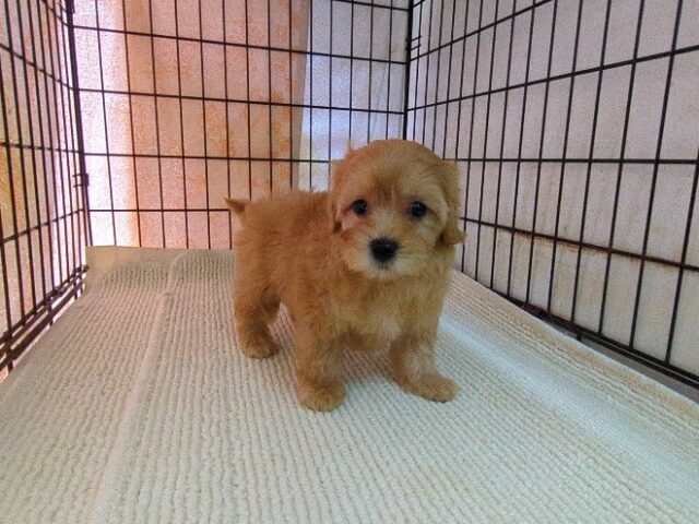 マルチーズ × トイ・プードル