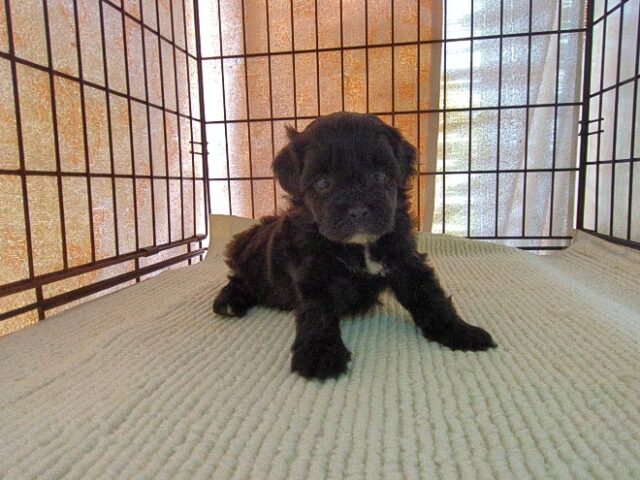 トイ・プードル × ミックス